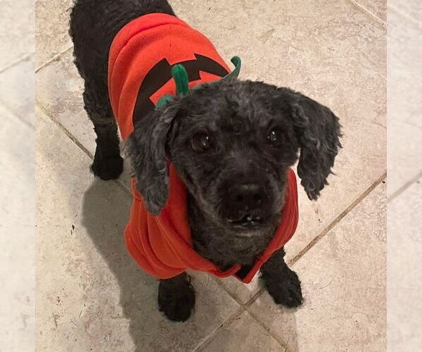 Medium Photo #2 Poodle (Miniature) Puppy For Sale in Rochester, NY, USA