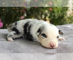 Small Photo #18 Australian Shepherd Puppy For Sale in ACTON, CA, USA