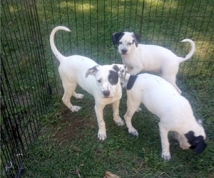 Australian Cattle Dog-Labrador Retriever Mix Puppy for sale in ELKTON, VA, USA