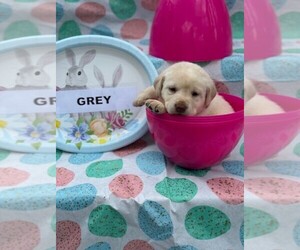 Labrador Retriever Puppy for sale in MAYSVILLE, GA, USA