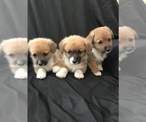 Pembroke Welsh Corgi Puppy for sale in KNIGHTDALE, NC, USA