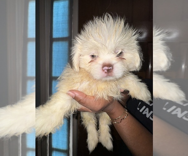 Medium Photo #3 Shih Tzu Puppy For Sale in SNELLVILLE, GA, USA