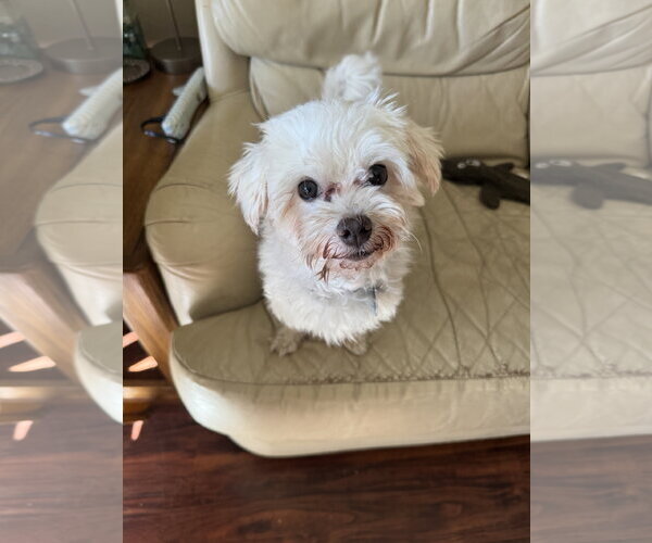 Medium Photo #2 Maltese Puppy For Sale in St. Louis Park, MN, USA