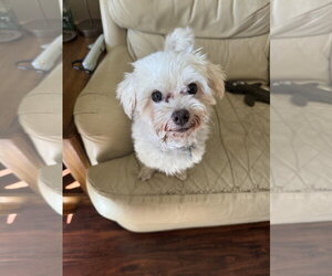 Petey - Male Maltese Dog for Adoption - Photo #2