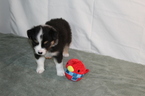 Small #2 Miniature Australian Shepherd