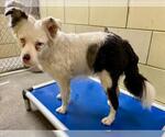 Small Australian Shepherd Mix