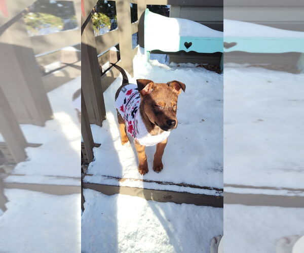 Medium Photo #3 German Shepherd Dog Puppy For Sale in Minneapolis, MN, USA