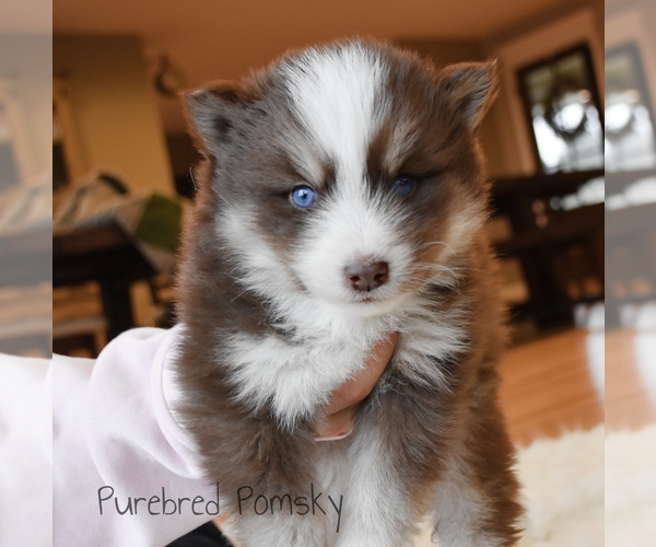 Medium Photo #6 Pomsky Puppy For Sale in KANSAS CITY, MO, USA