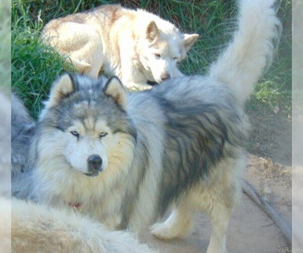 Medium Photo #3 Samoyed-Siberian Husky Mix Puppy For Sale in Pacific grove , CA, USA