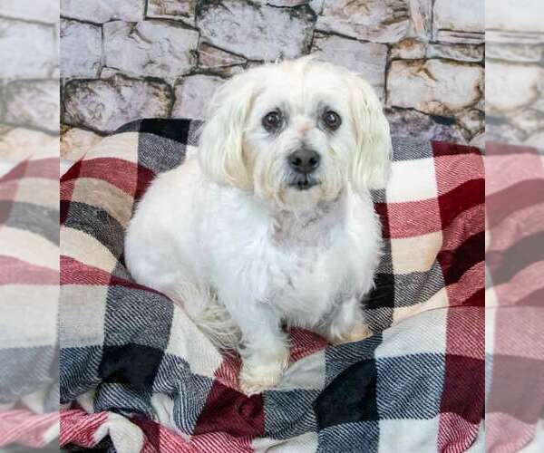 Medium Photo #2 Maltese-Unknown Mix Puppy For Sale in Kennesaw, GA, USA