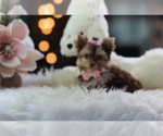 cute puppy - Female Biewer Terrier Puppy for Sale - Photo #11