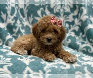 Goldendoodle (Miniature) Puppy for sale in LAKELAND, FL, USA