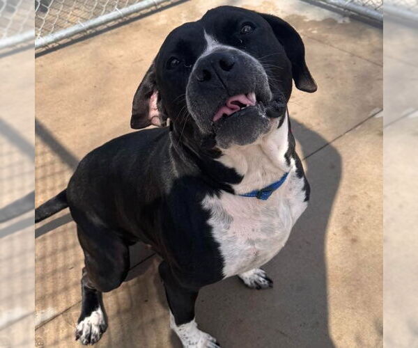 Medium Photo #19 American Staffordshire Terrier-Unknown Mix Puppy For Sale in Muskegon, MI, USA