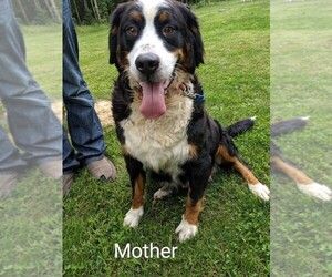 Mother of the Bernese Mountain Dog puppies born on 07/29/2021