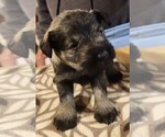 Puppy Puppy 6 Schnauzer (Miniature)