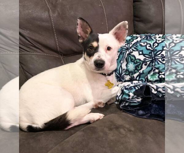 Medium Photo #1 Mutt Puppy For Sale in Sandy, UT, USA
