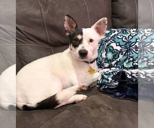 Mutt Dogs for adoption in Sandy, UT, USA