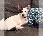 Ms. Willow - Female Mutt Dog for Adoption - Small photo