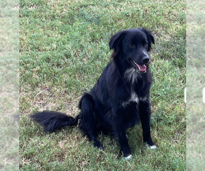 Border Collie-Unknown Mix Dogs for adoption in McKinney, TX, USA