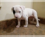 Small Photo #1 America Bandogge Mastiff Puppy For Sale in MESA, AZ, USA