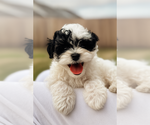Puppy Puppy 3 Maltipoo