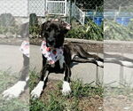 Small #1 Mutt