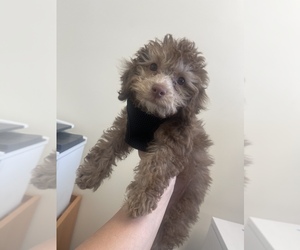 Poodle (Miniature) Puppy for sale in PASADENA, CA, USA