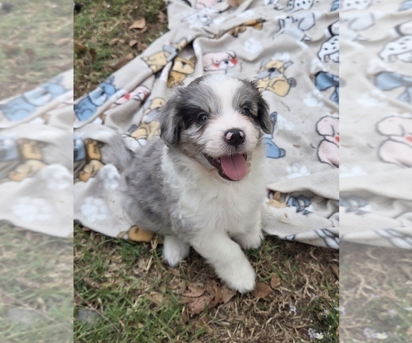 Medium Photo #18 Aussiedoodle Puppy For Sale in WILLS POINT, TX, USA