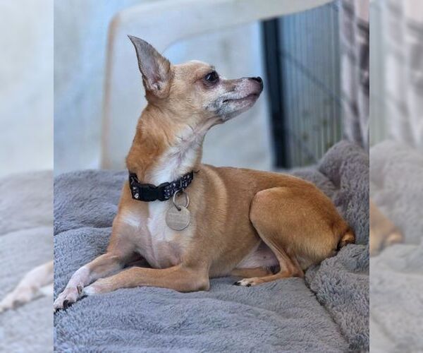 Medium Photo #5 Chihuahua Puppy For Sale in Tustin, CA, USA