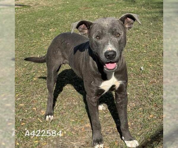 Medium Photo #1 American Pit Bull Terrier Puppy For Sale in Conroe, TX, USA