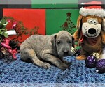 Small Photo #9 Great Dane Puppy For Sale in BANGOR, WI, USA