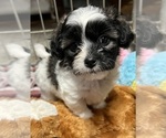 Small #6 Shih Tzu-Shih-Poo Mix