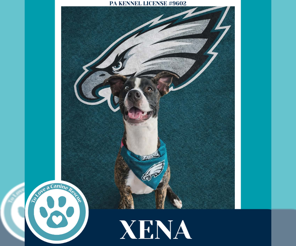 Medium Photo #2 Boxer-Unknown Mix Puppy For Sale in Kimberton, PA, USA