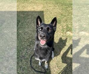 Gerberian Shepsky Dogs for adoption in Corpus Christi, TX, USA