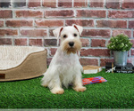 Small #4 Schnauzer (Miniature)