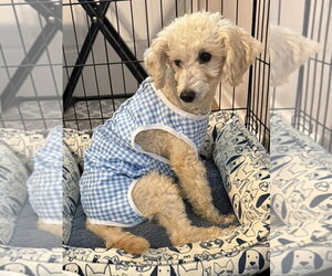 Addy - Female Poodle (Miniature) Dog for Adoption - Photo #3