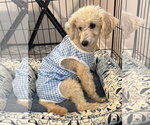 Small Photo #3 Poodle (Miniature) Puppy For Sale in Spring Lake, NC, USA