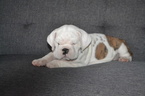 Small Bulldog