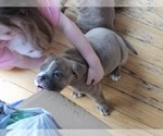 Small Photo #16 American Bully Puppy For Sale in GETTYSBURG, PA, USA