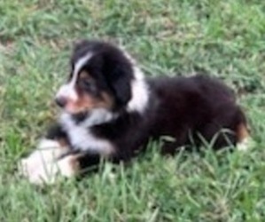 Australian Shepherd Puppy for sale in TYASKIN, MD, USA