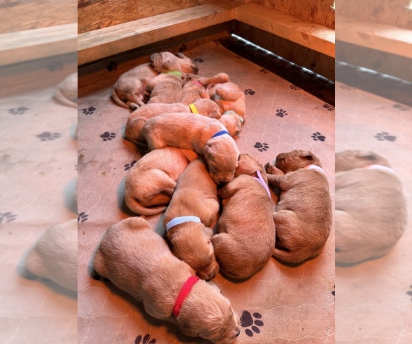Medium Photo #1 Goldendoodle Puppy For Sale in TALLAPOOSA, GA, USA