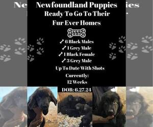 Newfoundland Puppy for sale in FREEDOM, PA, USA