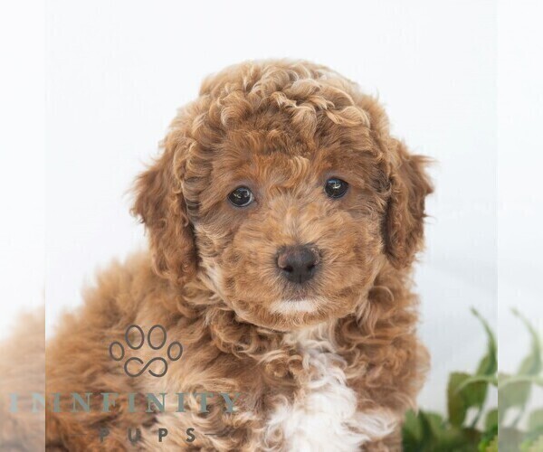 Medium Photo #4 Poochon Puppy For Sale in DORNSIFE, PA, USA