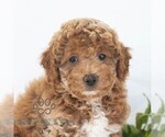 Small #3 Poochon