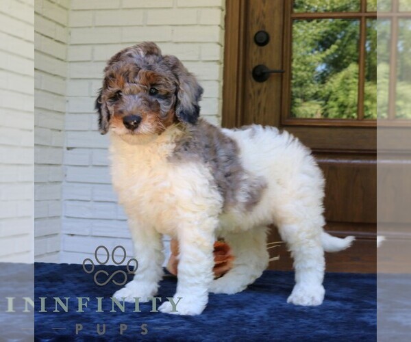 Medium Photo #4 Bernedoodle (Miniature) Puppy For Sale in NARVON, PA, USA