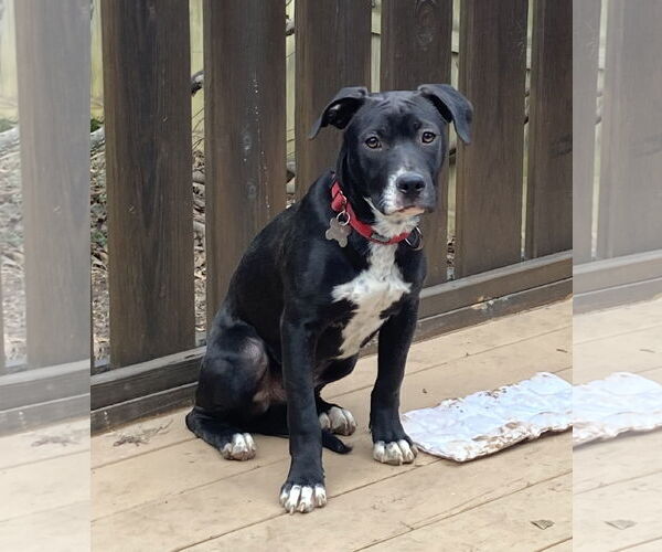Medium Photo #8 American Staffordshire Terrier-Labrador Retriever Mix Puppy For Sale in Holly Springs, NC, USA