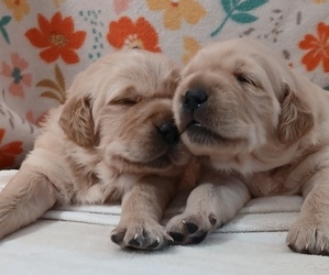Golden Retriever Puppy for Sale in AUSTIN, Texas USA
