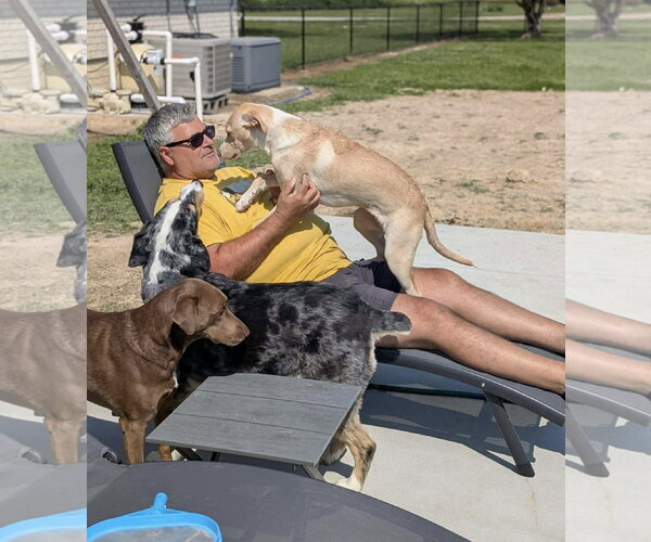 Medium Photo #5 Labrador Retriever-Unknown Mix Puppy For Sale in Oakhurst, NJ, USA