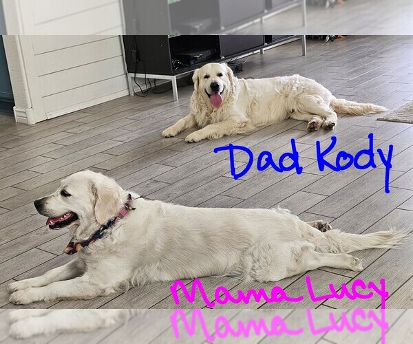 Medium Photo #4 English Cream Golden Retriever Puppy For Sale in GILBERT, AZ, USA