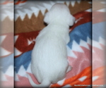 Small #2 Chihuahua